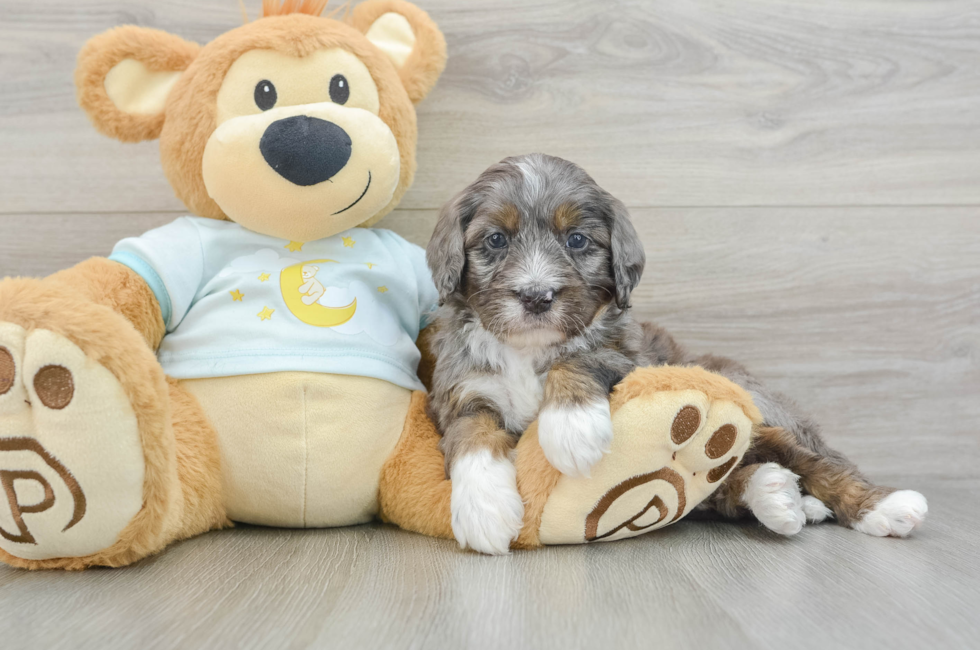 5 week old Mini Bernedoodle Puppy For Sale - Simply Southern Pups