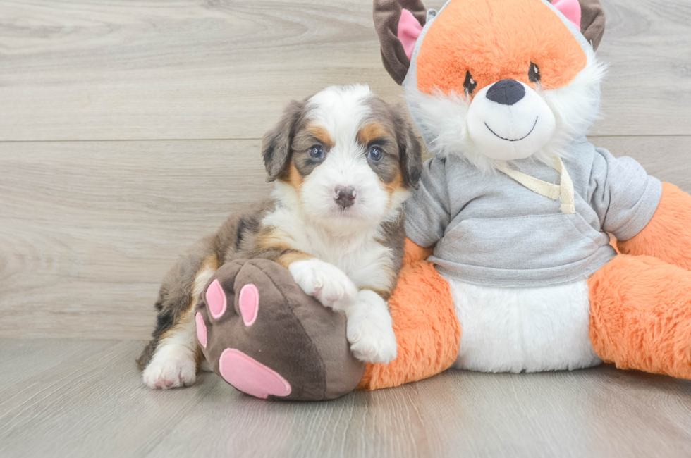 5 week old Mini Bernedoodle Puppy For Sale - Simply Southern Pups