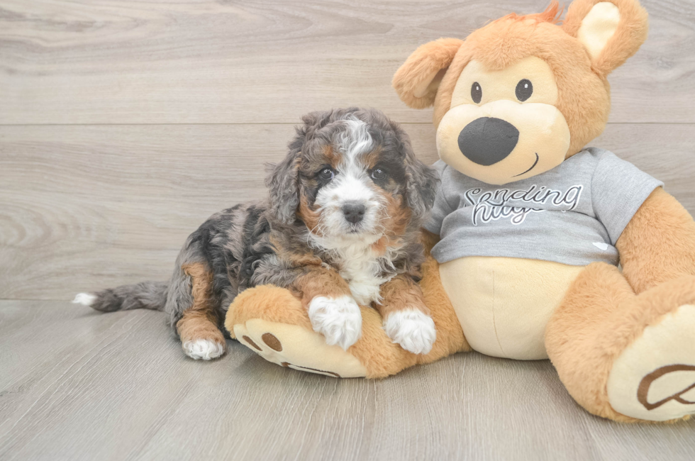 6 week old Mini Bernedoodle Puppy For Sale - Simply Southern Pups