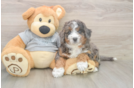 Mini Bernedoodle Puppy for Adoption