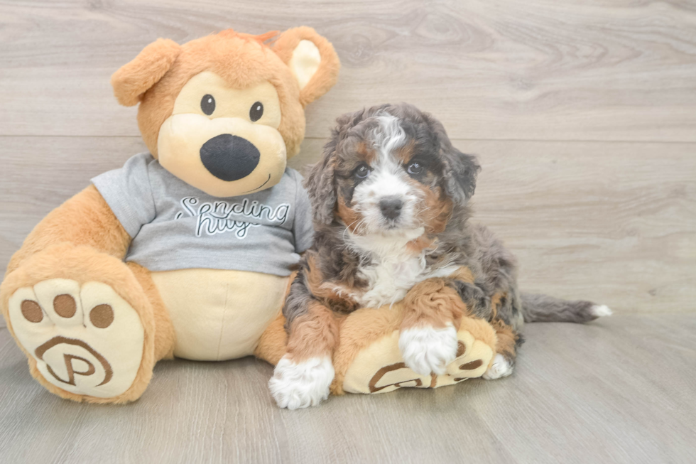 Mini Bernedoodle Puppy for Adoption