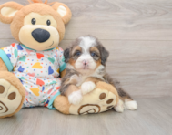 6 week old Mini Bernedoodle Puppy For Sale - Simply Southern Pups