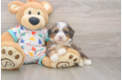 Mini Bernedoodle Puppy for Adoption