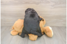 Mini Bernedoodle Puppy for Adoption