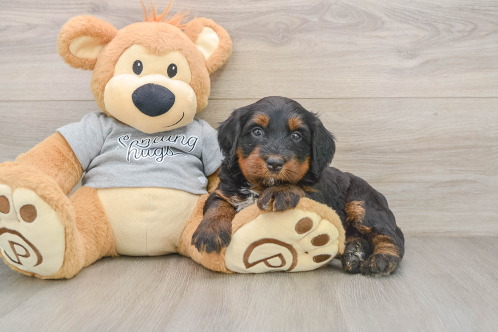 Sweet Mini Bernedoodle Baby