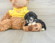 7 week old Mini Bernedoodle Puppy For Sale - Simply Southern Pups