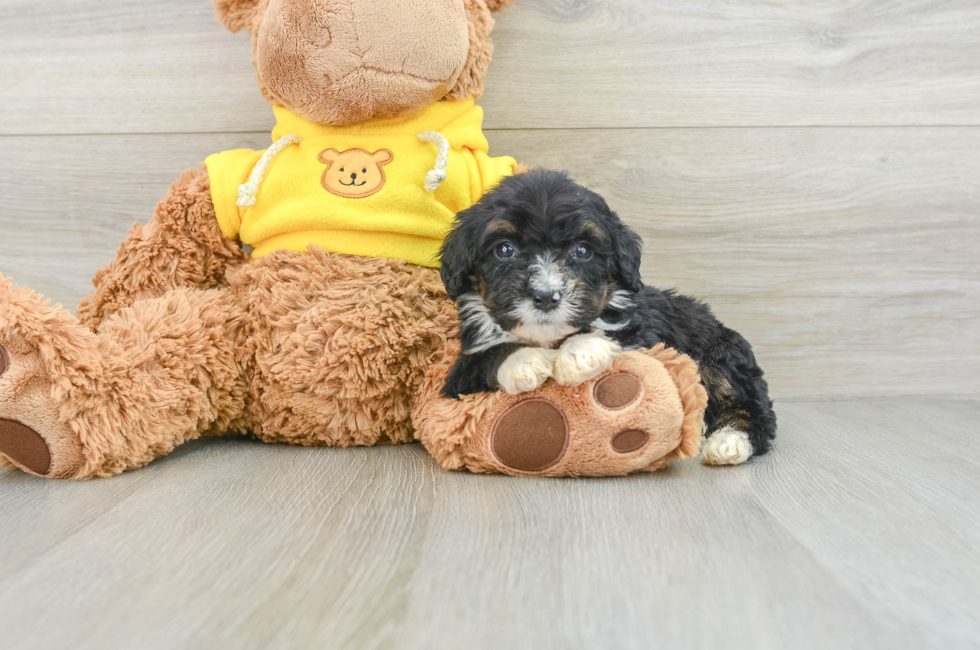 5 week old Mini Bernedoodle Puppy For Sale - Simply Southern Pups