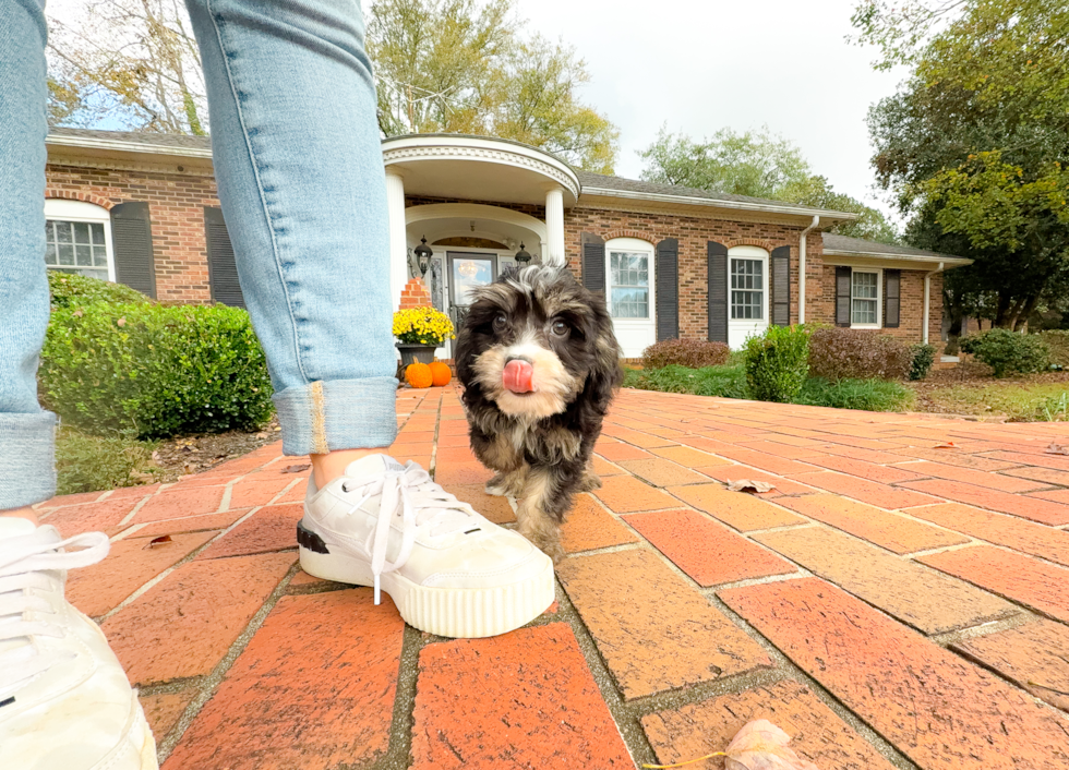 Cute Mini Bernepoo Poodle Mix Puppy