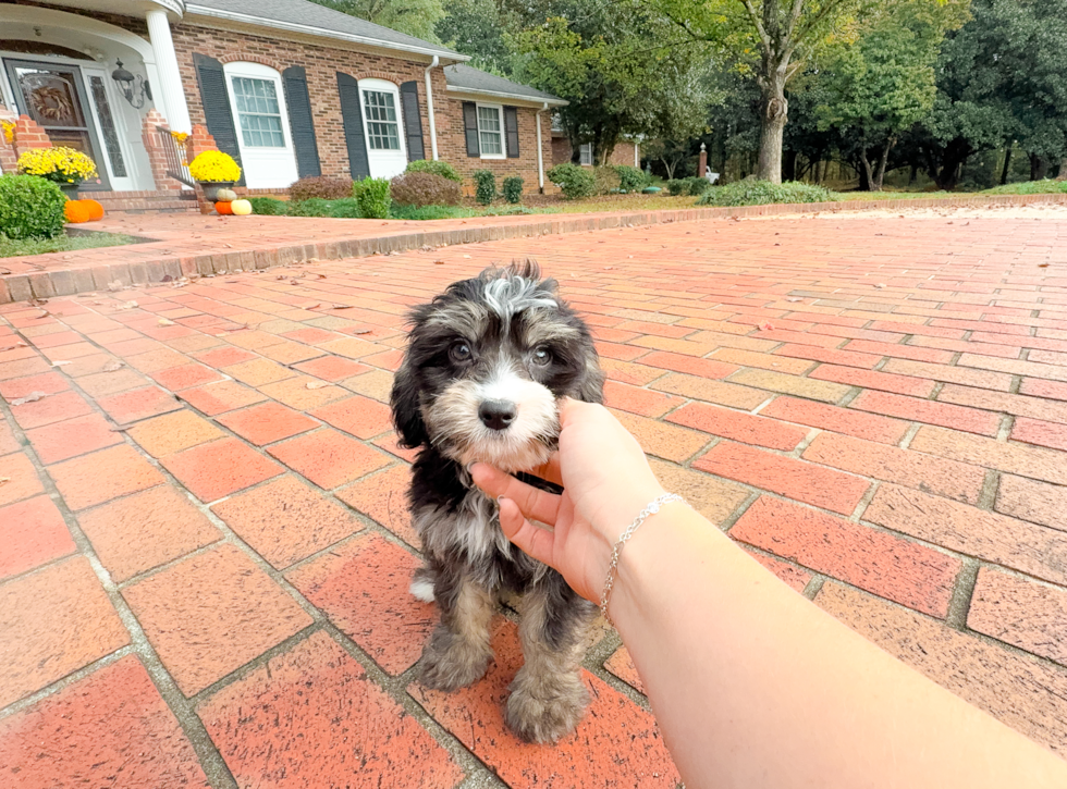 Cute Mini Bernedoodle Baby