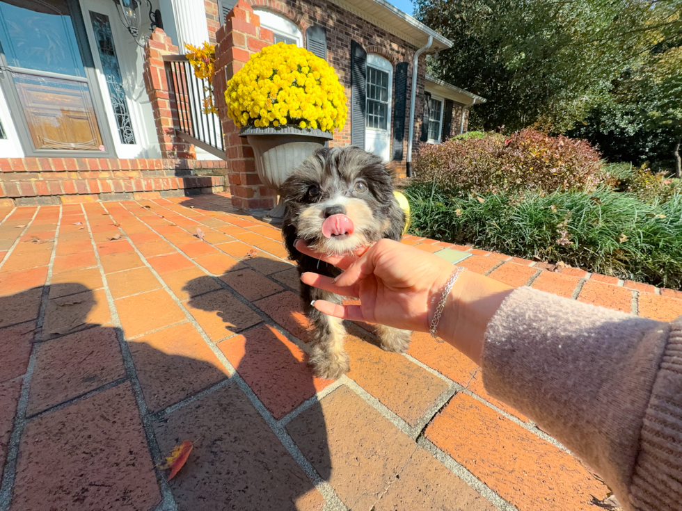 Cute Mini Bernedoodle Poodle Mix Pup