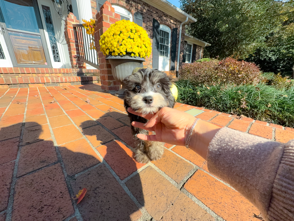 Best Mini Bernedoodle Baby