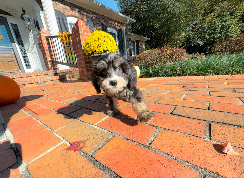 Mini Bernedoodle Puppy for Adoption