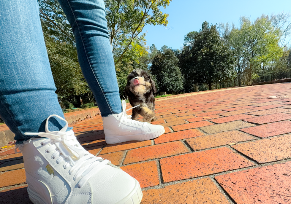 Mini Bernedoodle Puppy for Adoption