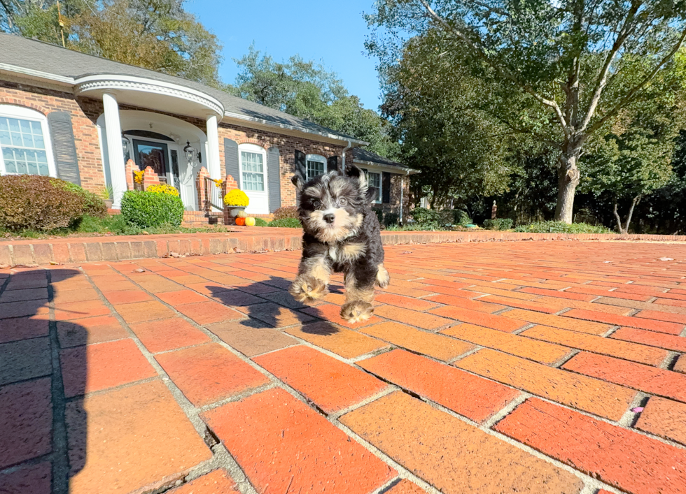 Mini Bernedoodle Puppy for Adoption