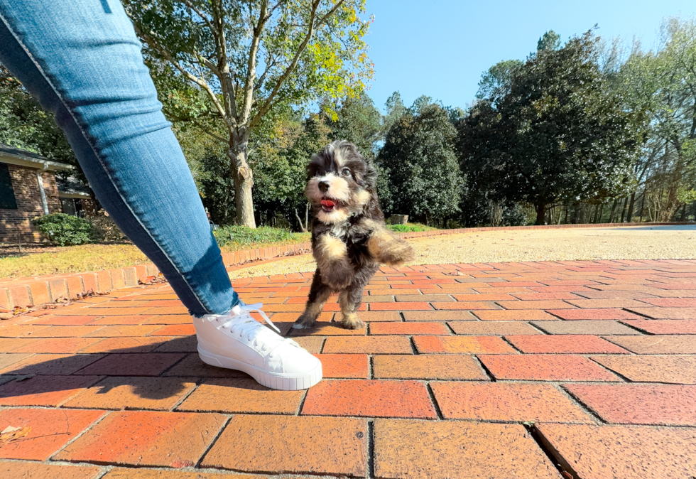 Mini Bernedoodle Puppy for Adoption