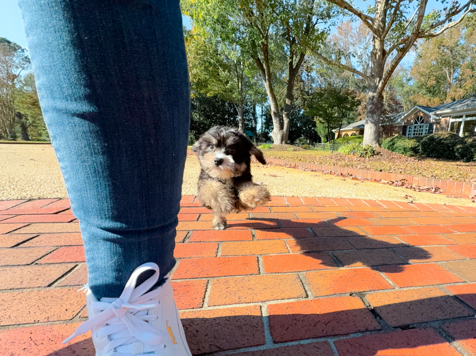 Mini Bernedoodle Pup Being Cute