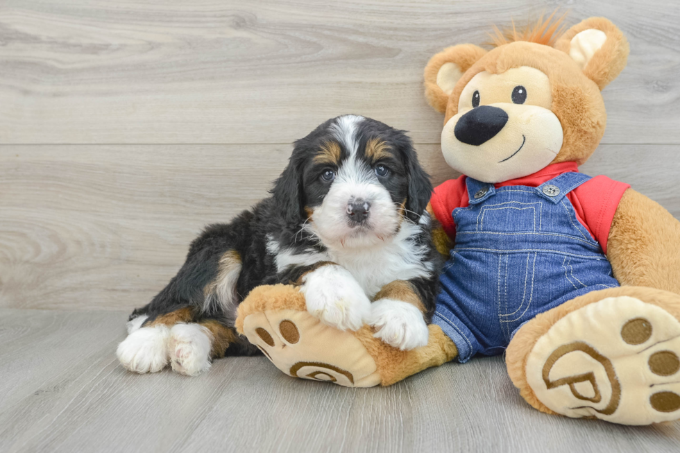 Sweet Mini Bernedoodle Baby