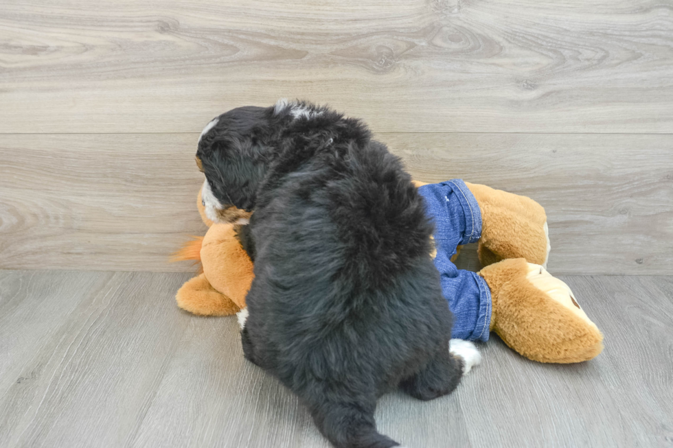 Best Mini Bernedoodle Baby