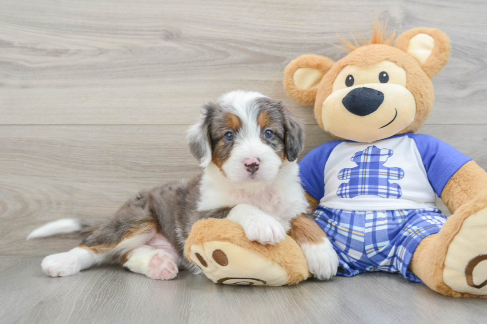 Best Mini Bernedoodle Baby