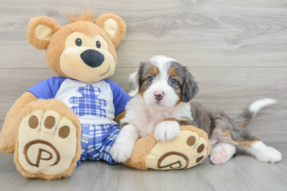 Best Mini Bernedoodle Baby