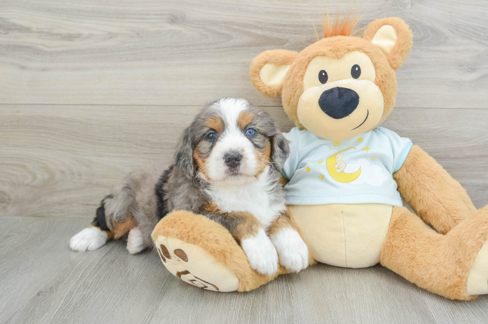 5 week old Mini Bernedoodle Puppy For Sale - Simply Southern Pups