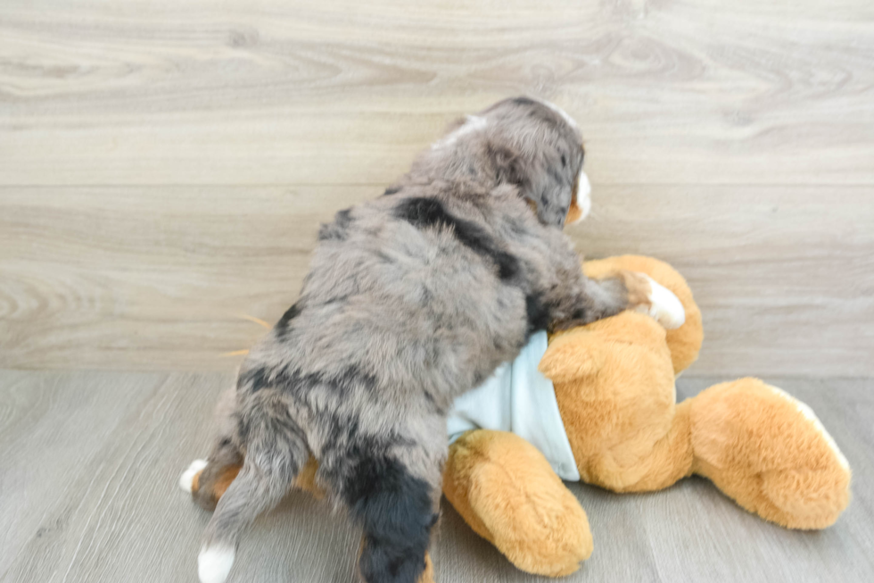 Best Mini Bernedoodle Baby