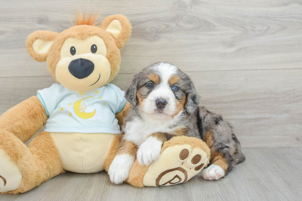 Adorable Mini Bernepoo Poodle Mix Puppy