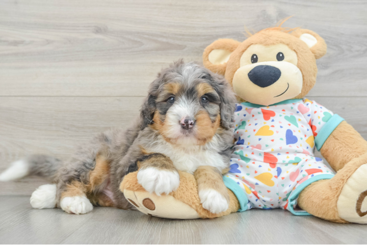 Mini Bernedoodle Pup Being Cute