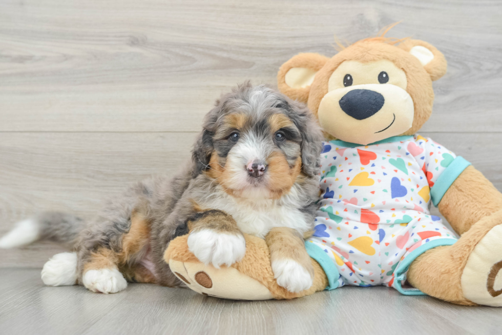 Mini Bernedoodle Pup Being Cute