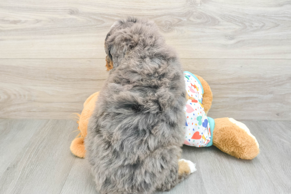 Little Mini Bernepoo Poodle Mix Puppy