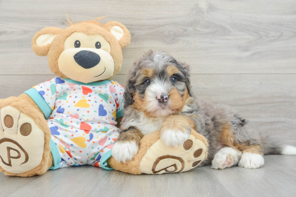 Sweet Mini Bernedoodle Baby