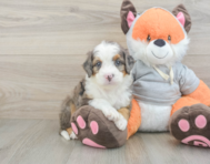 7 week old Mini Bernedoodle Puppy For Sale - Simply Southern Pups