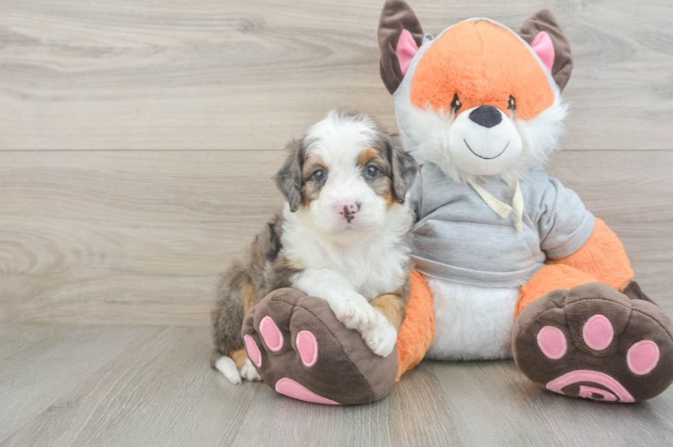 5 week old Mini Bernedoodle Puppy For Sale - Simply Southern Pups