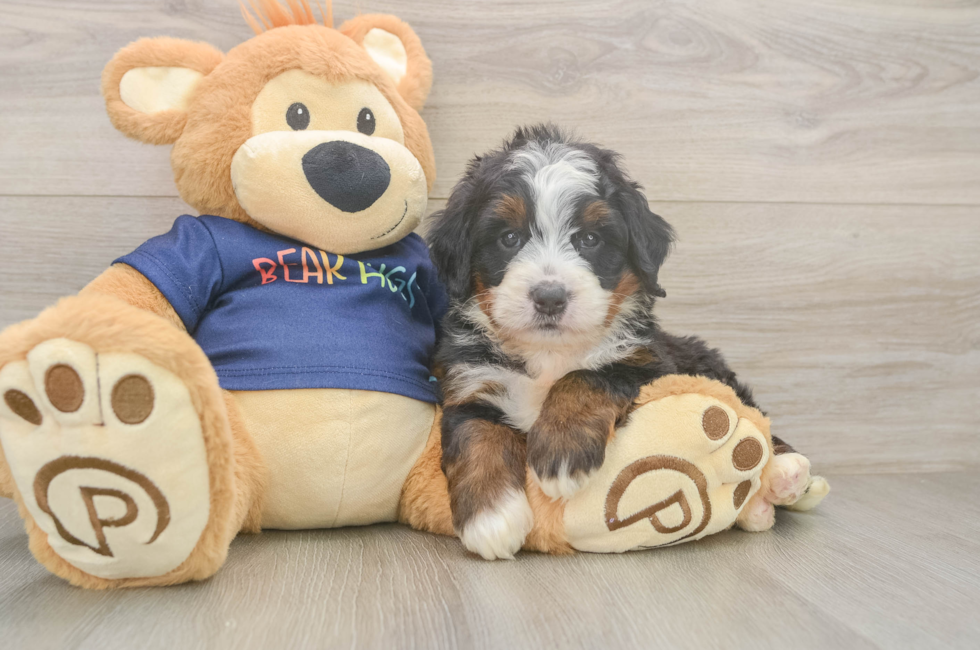 5 week old Mini Bernedoodle Puppy For Sale - Simply Southern Pups
