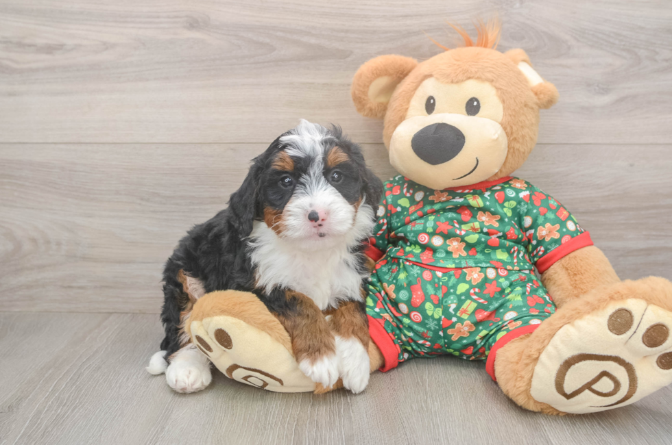 5 week old Mini Bernedoodle Puppy For Sale - Simply Southern Pups