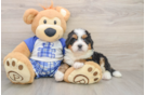 Mini Bernedoodle Pup Being Cute
