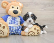 6 week old Mini Bernedoodle Puppy For Sale - Simply Southern Pups