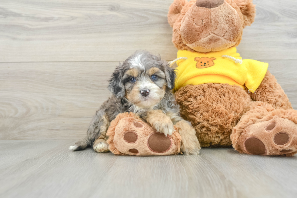 Mini Bernedoodle Pup Being Cute