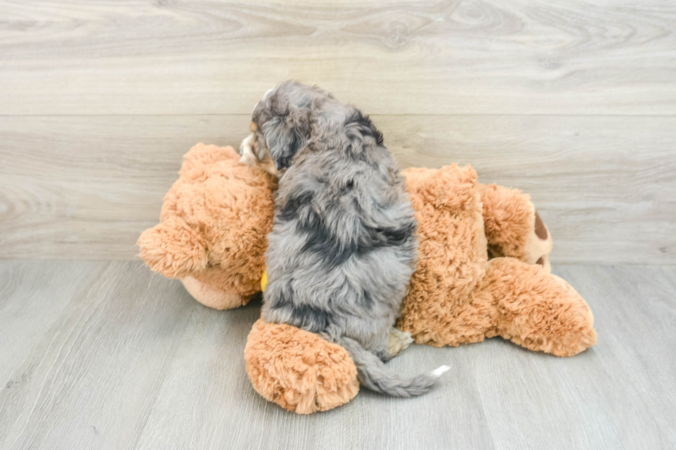 Best Mini Bernedoodle Baby