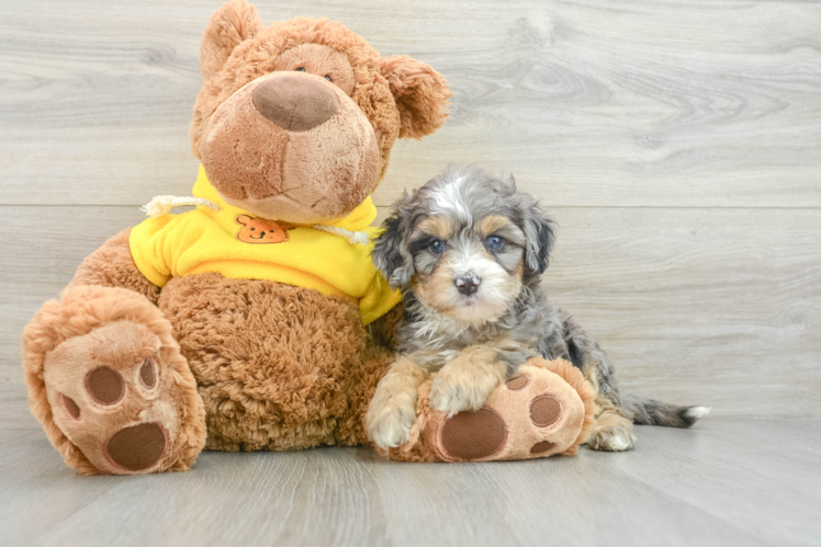 Playful Mini Berniedoodle Poodle Mix Puppy