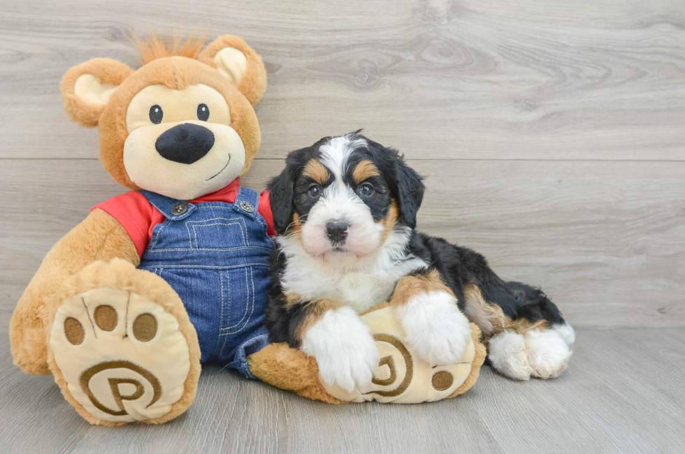 5 week old Mini Bernedoodle Puppy For Sale - Simply Southern Pups