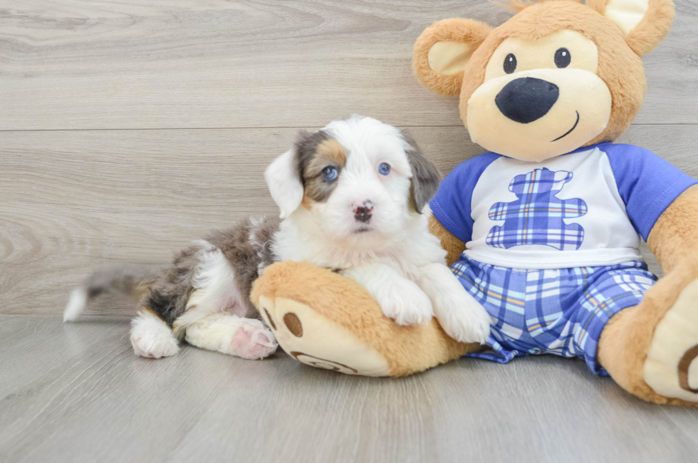 6 week old Mini Bernedoodle Puppy For Sale - Simply Southern Pups