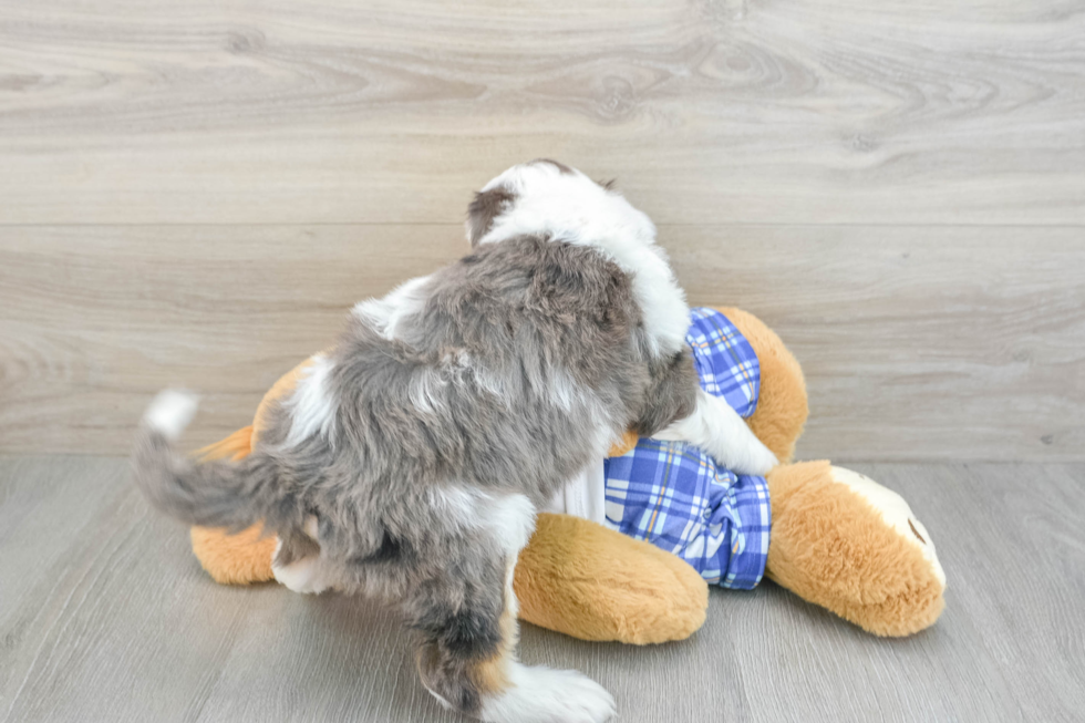 Best Mini Bernedoodle Baby