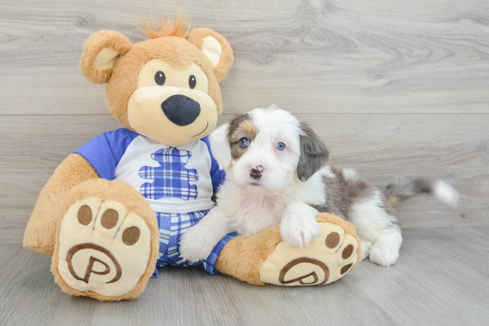 Fluffy Mini Bernedoodle Poodle Mix Pup