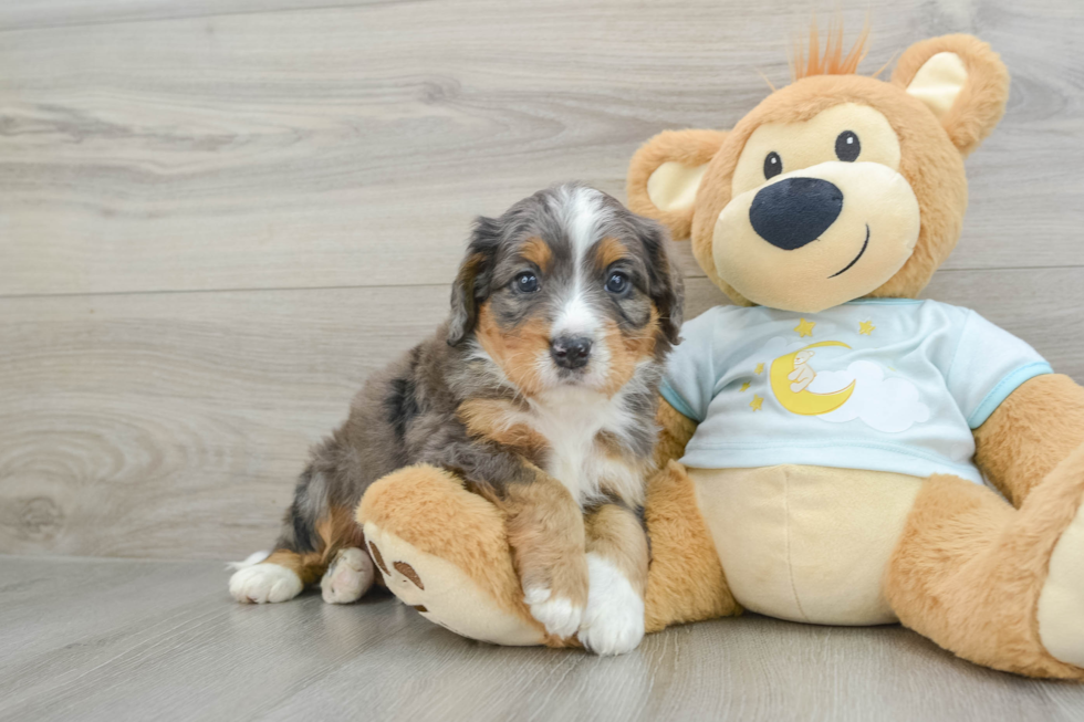 Best Mini Bernedoodle Baby