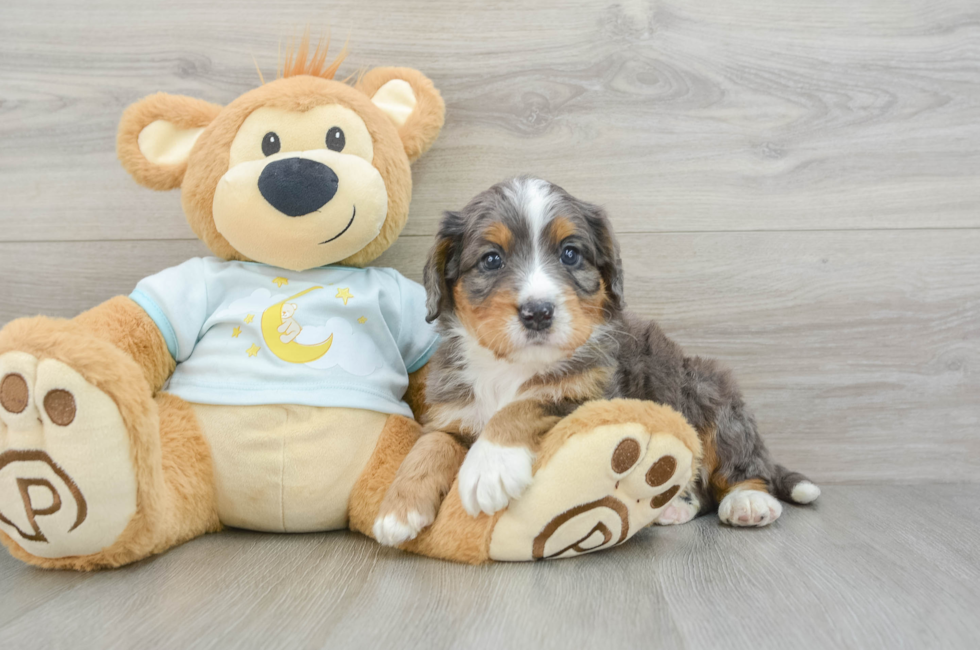 5 week old Mini Bernedoodle Puppy For Sale - Simply Southern Pups