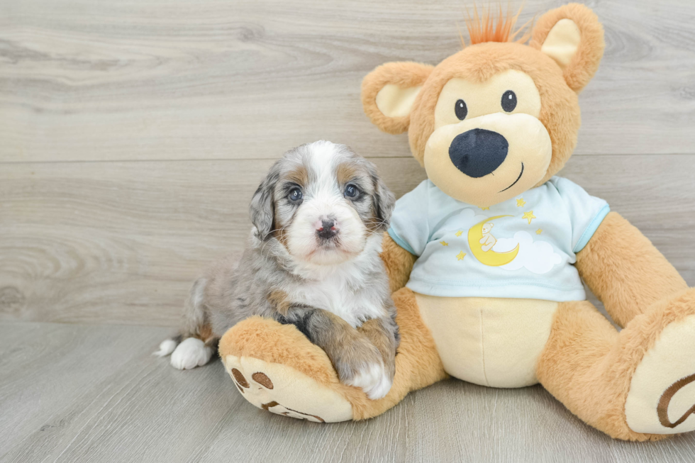 Sweet Mini Bernedoodle Baby