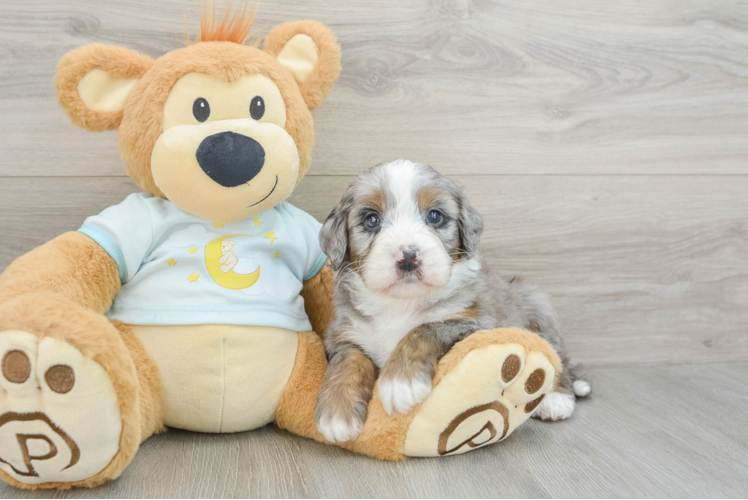 Friendly Mini Bernedoodle Baby