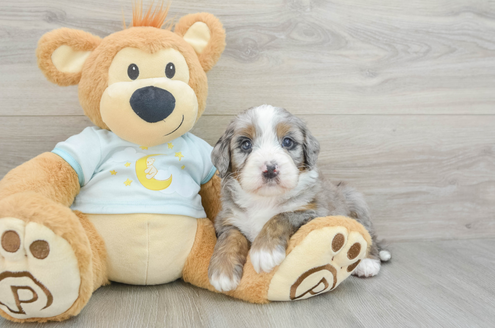 5 week old Mini Bernedoodle Puppy For Sale - Simply Southern Pups