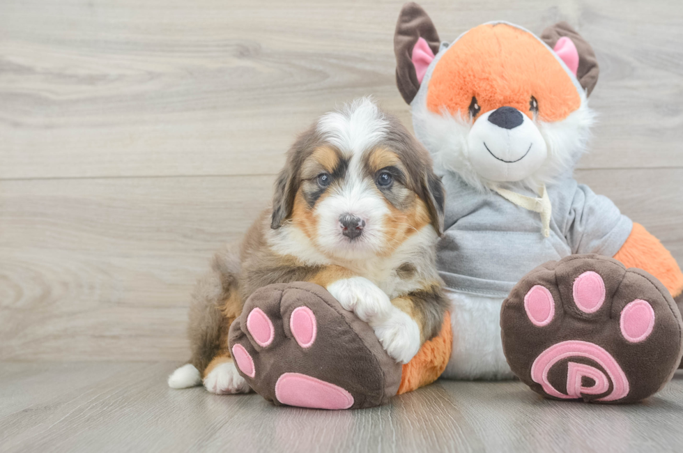 5 week old Mini Bernedoodle Puppy For Sale - Simply Southern Pups